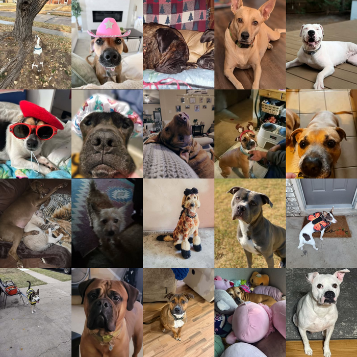 Meet Our Dogs of the Month — October 2026