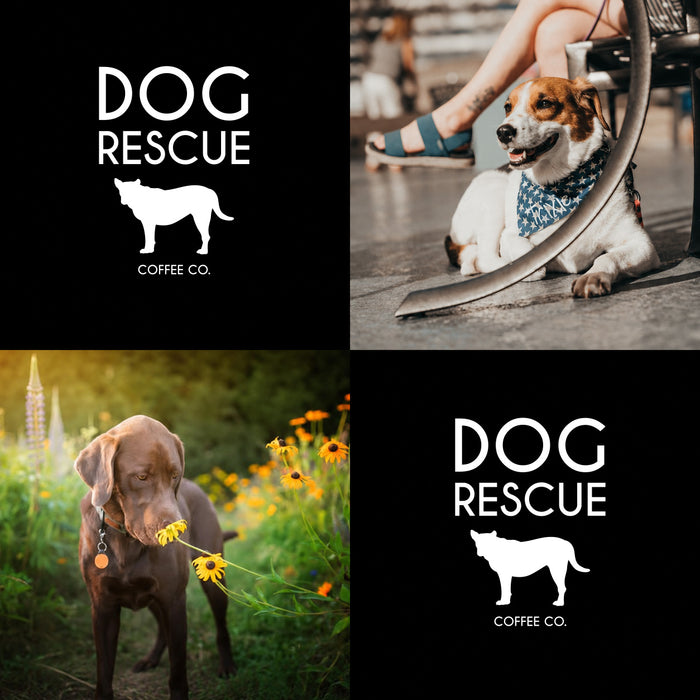 Meet Our Dogs of the Month — August 2026