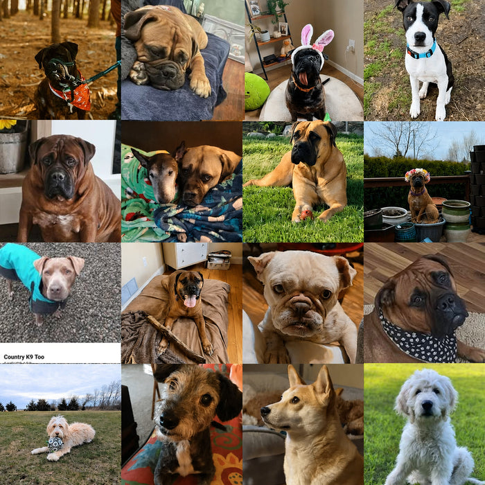 Meet Our Dogs of the Month — May