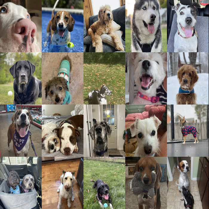 Meet Our Dogs of the Month — March