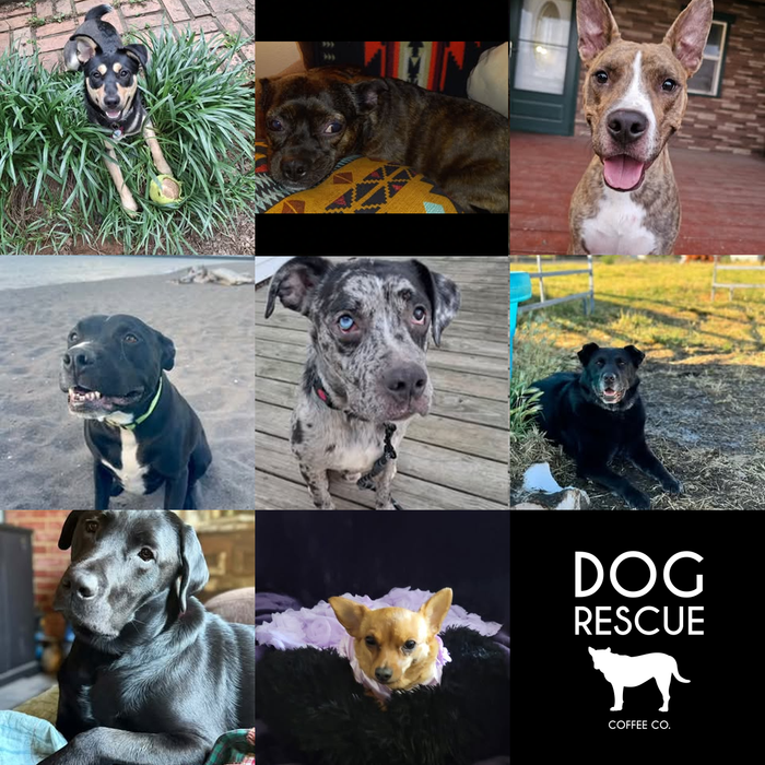 Meet Our Dogs of the Month — September 2026
