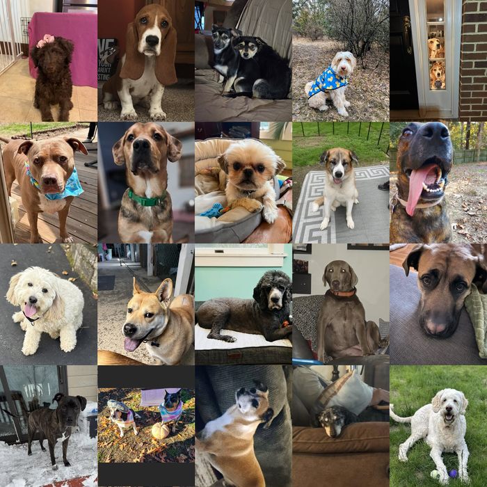 Meet Our Dogs of the Month — April