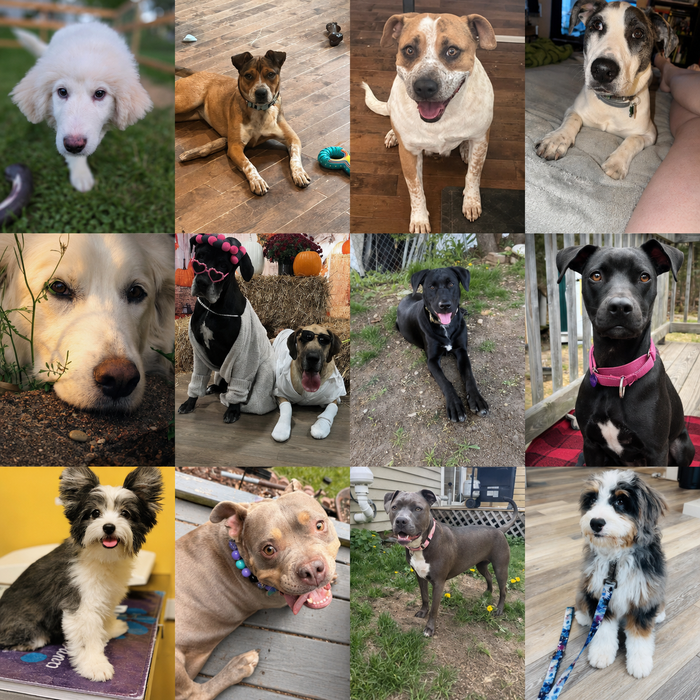 Meet Our Dogs of the Month — June