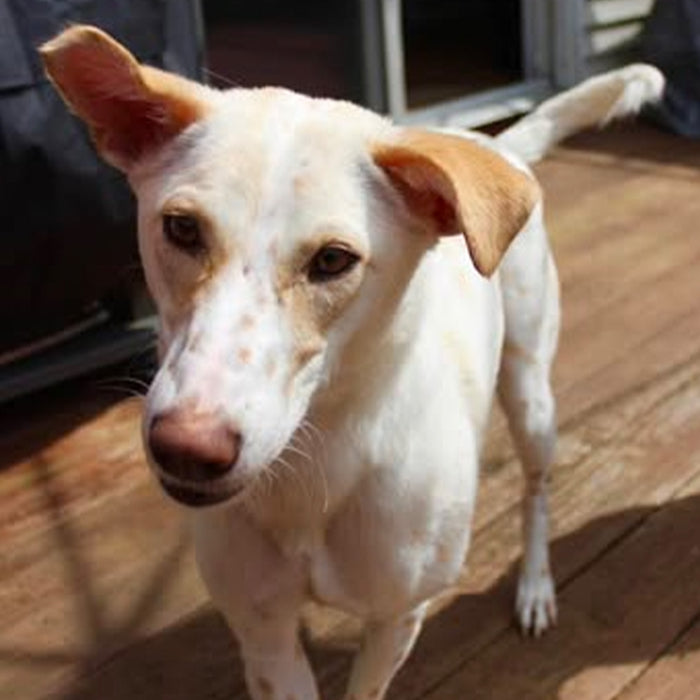 Dog of the Month — September