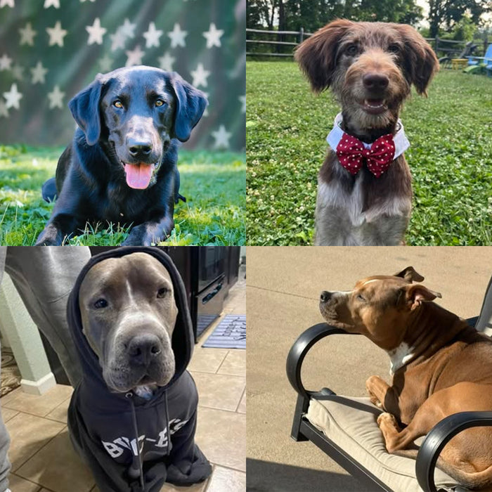 Meet Our Dogs of the Month — August
