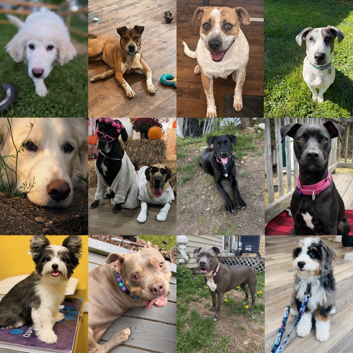 Meet Our Dogs of the Month — June