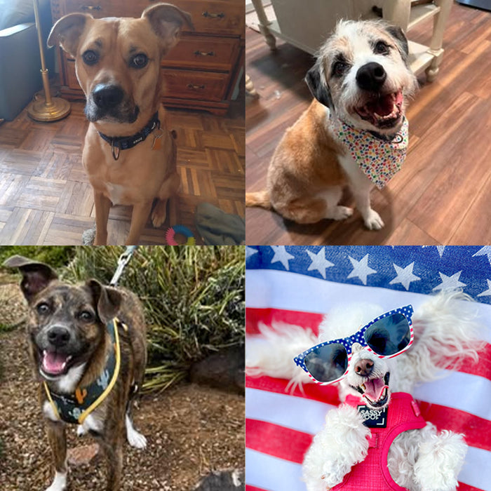 Meet Our Dogs of the Month — July